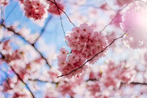 樱花花 · 免费素材图片