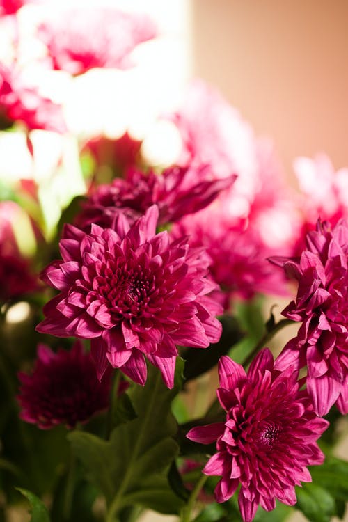 粉红色的花朵的特写照片 · 免费素材图片