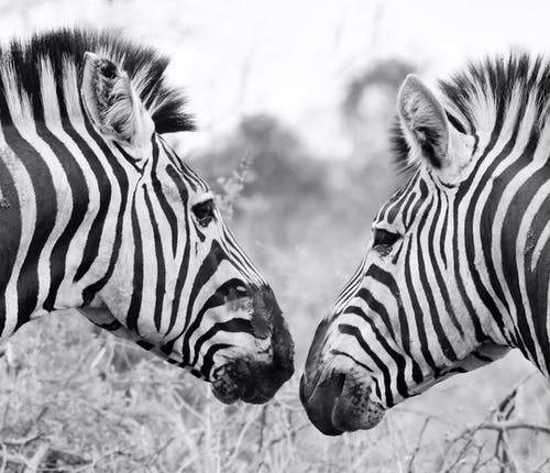 斑马看着对方的单色照片 · 免费素材图片