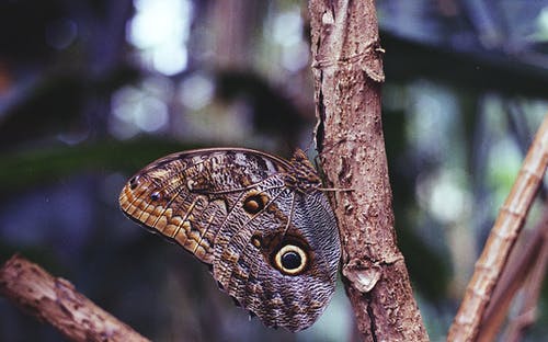 棕色猫头鹰蝴蝶 · 免费素材图片