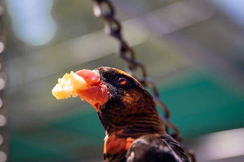 鹦鹉吃饼干 · 免费素材图片