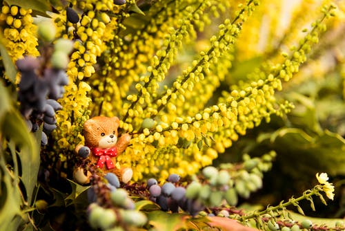 棕熊雕像在黄色花瓣上的特写摄影 · 免费素材图片