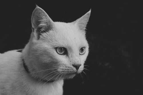 猫的单色照片 · 免费素材图片