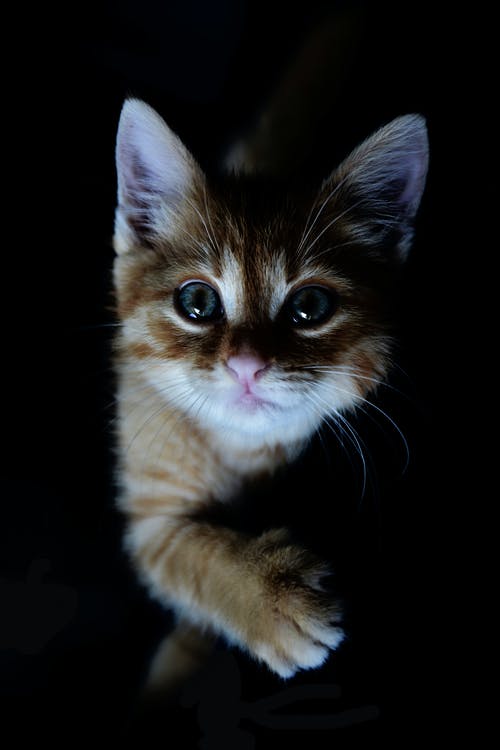 橙色虎斑小猫 · 免费素材图片