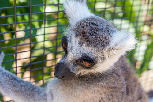 狐猴在栅栏上的照片 · 免费素材图片