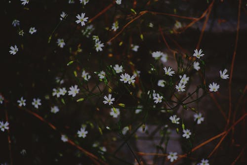 花瓣花的特写照片 · 免费素材图片