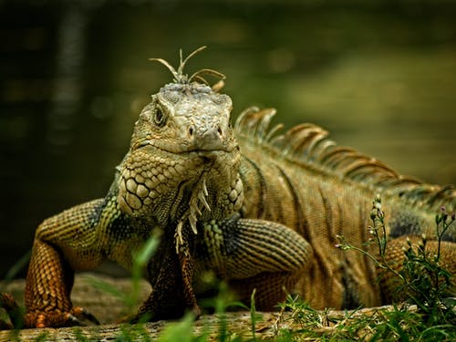 棕色和绿色鬣蜥在草地上 · 免费素材图片