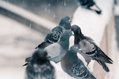 一群白鸽栖息在积雪覆盖的墙上的选择性聚焦摄影 · 免费素材图片