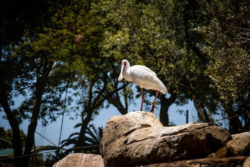 白色琵鹭鸟站在岩石上 · 免费素材图片