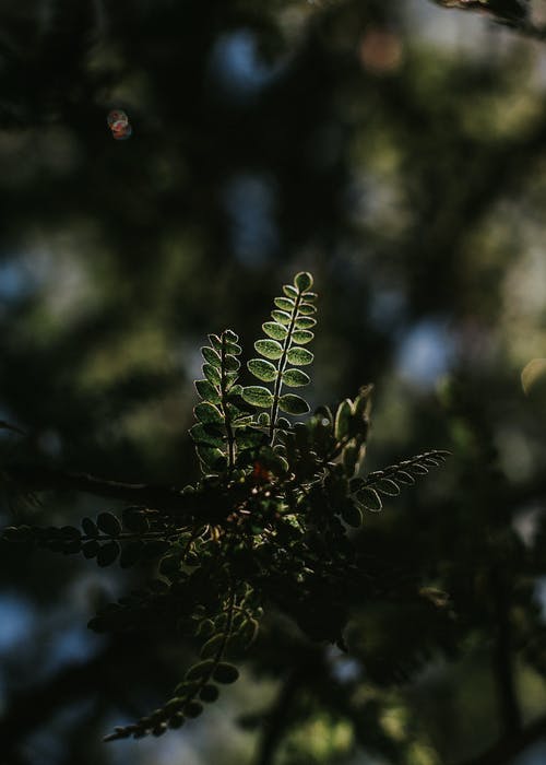 植物的特写摄影 · 免费素材图片