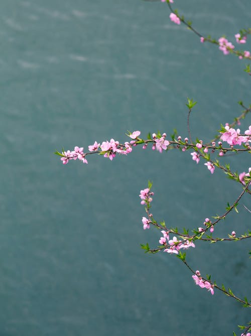 粉红色的花朵的特写照片 · 免费素材图片