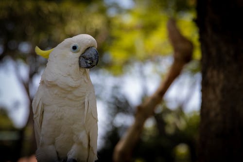 白鹦鹉的摄影 · 免费素材图片