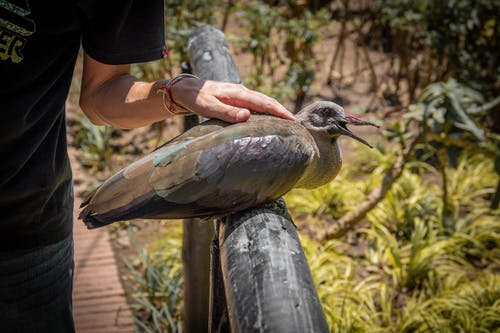 栖息的尼科巴鸽 · 免费素材图片