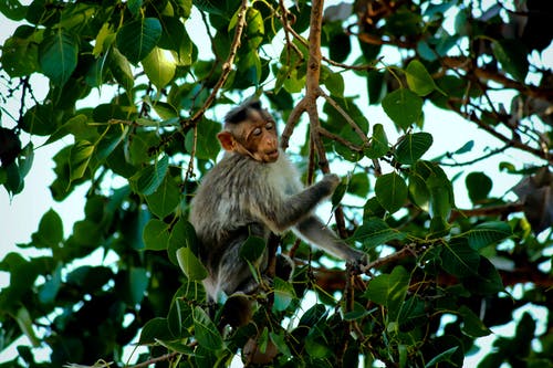 灰猴在树枝上 · 免费素材图片