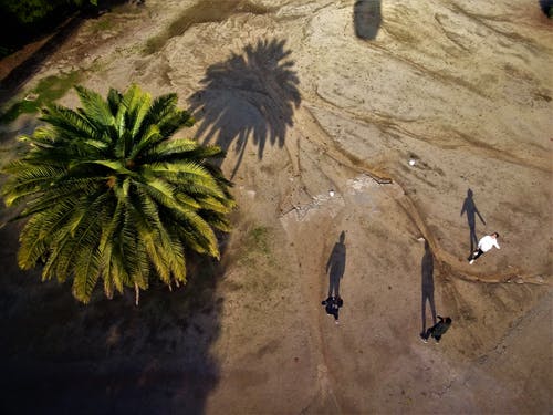 三人站在棕榈树附近的鸟瞰图照片 · 免费素材图片