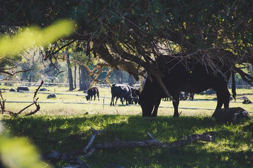 牛在树下吃草 · 免费素材图片
