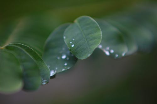 绿叶植物的浅景深照片 · 免费素材图片