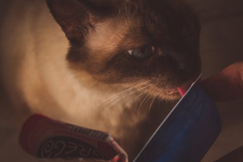 棕色和黑猫舔卡 · 免费素材图片