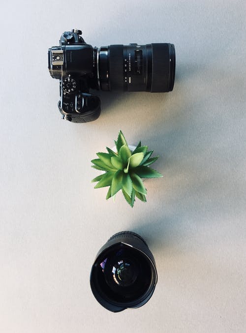 相机和肉质植物 · 免费素材图片
