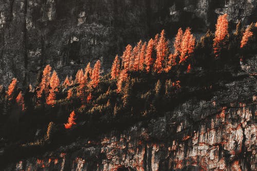 树木包围的岩层 · 免费素材图片