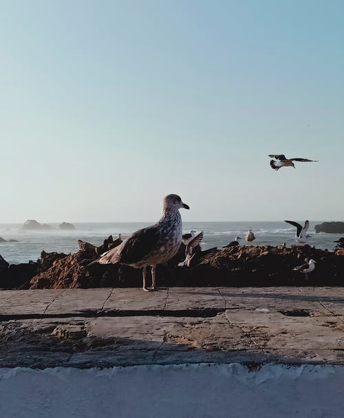 路面上的海鸥 · 免费素材图片