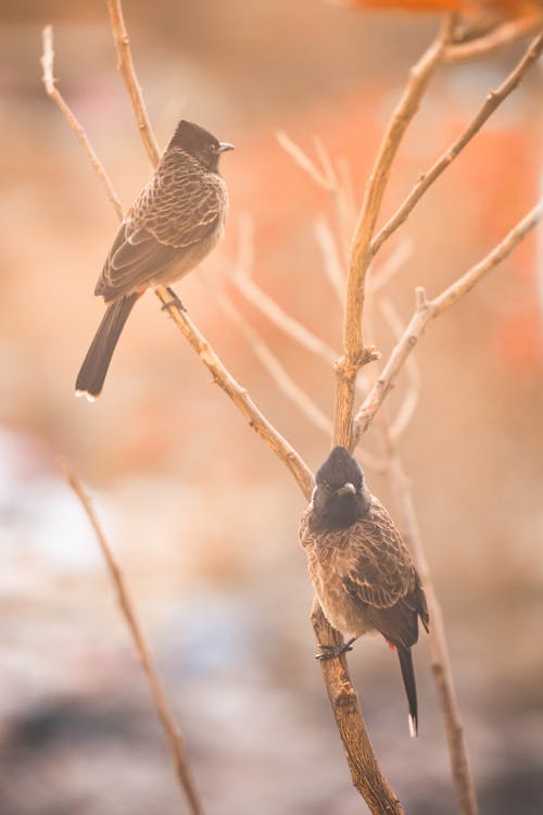 两只棕色的鸟，栖息在树枝上 · 免费素材图片