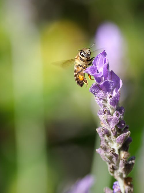 黄色和黑色蜜蜂在花上 · 免费素材图片