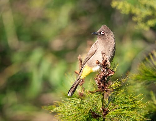 植物上的灰鸟 · 免费素材图片