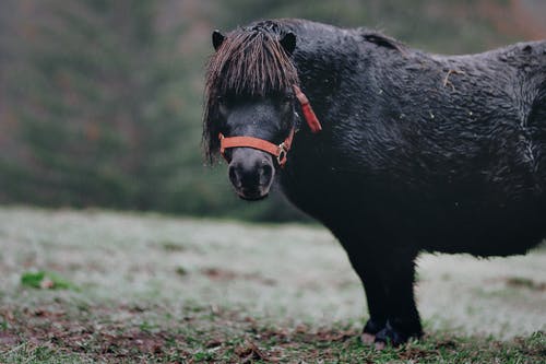 黑小马在草地上的选择性聚焦摄影 · 免费素材图片