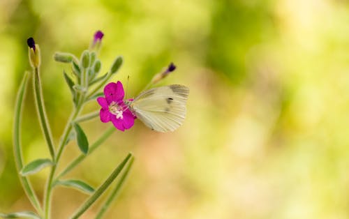 蝴蝶在粉红色的花 · 免费素材图片