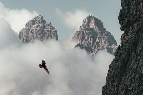 布朗鸟飞近山 · 免费素材图片