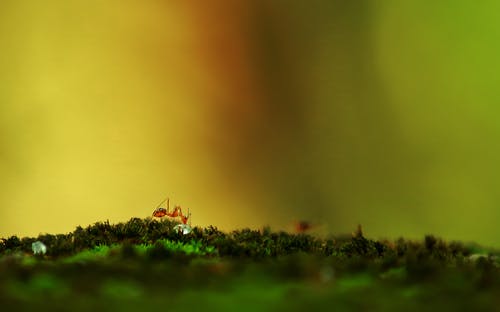 红色蚂蚁在绿色表面上的选择性聚焦摄影 · 免费素材图片
