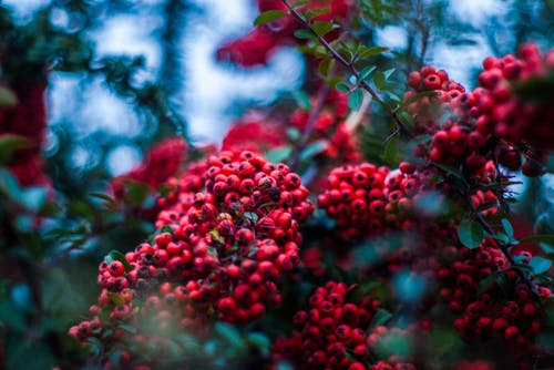 红色野生浆果的选择性聚焦摄影 · 免费素材图片