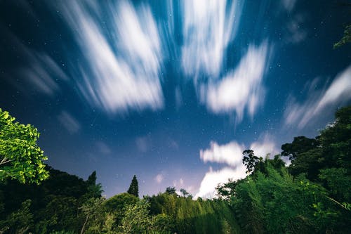 繁星点点的天空下的树木 · 免费素材图片