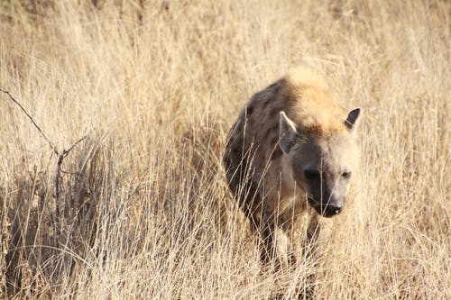 鬣狗在草地上行走 · 免费素材图片