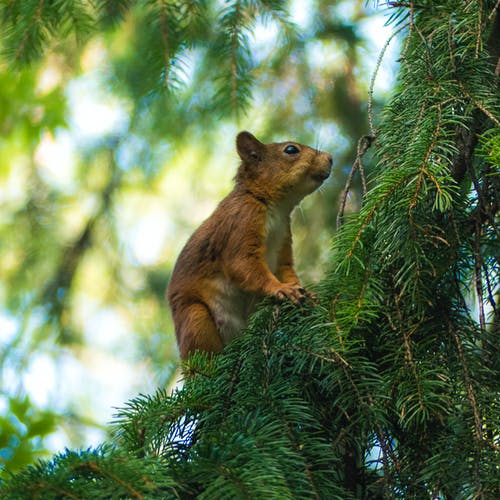 棕浣熊 · 免费素材图片