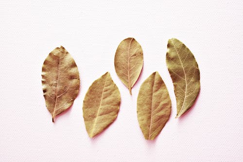 五个椭圆形棕色叶子 · 免费素材图片