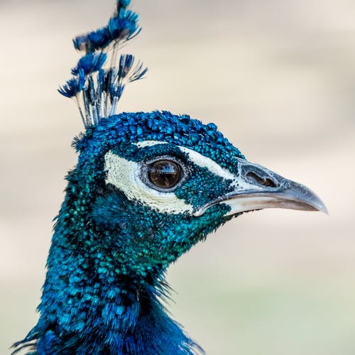 蓝孔雀的特写摄影 · 免费素材图片