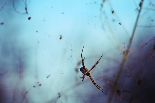 选择性聚焦摄影棕色和黑色蜘蛛 · 免费素材图片