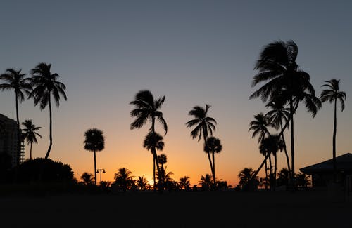 椰子树的剪影摄影 · 免费素材图片