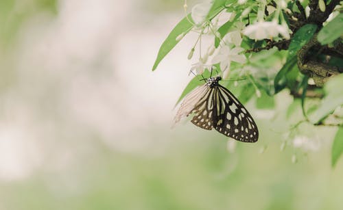 纸风筝蝴蝶 · 免费素材图片