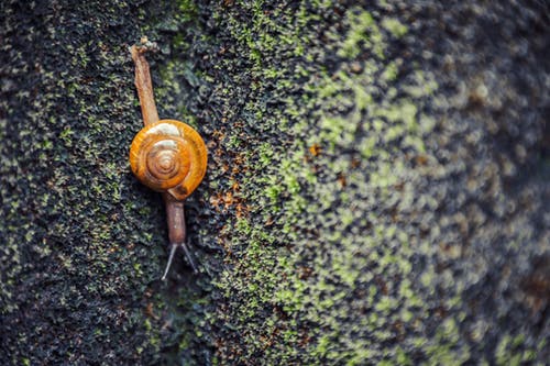 棕色蜗牛 · 免费素材图片