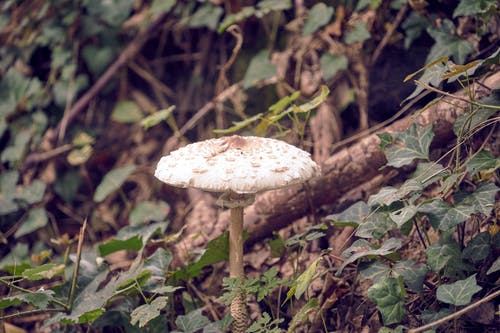 白蘑菇包围着绿色的树叶 · 免费素材图片