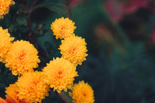 黄花 · 免费素材图片