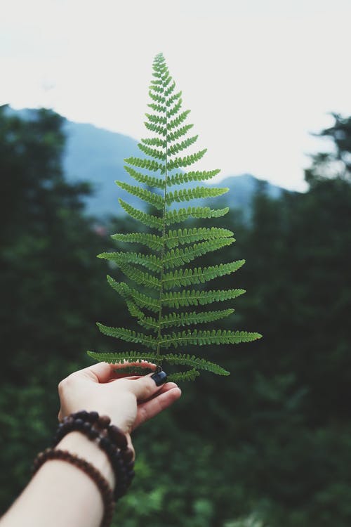 持有蕨叶的人 · 免费素材图片