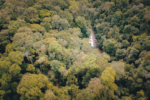 森林航拍 · 免费素材图片