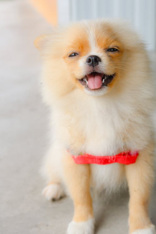 博美犬幼犬 · 免费素材图片