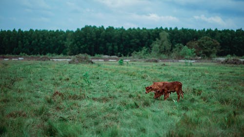绿草地上的棕色牛 · 免费素材图片