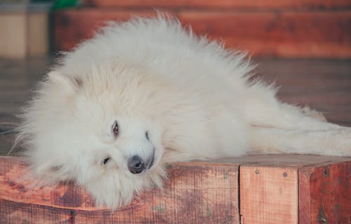 萨摩耶德犬躺在木质表面上的特写照片 · 免费素材图片