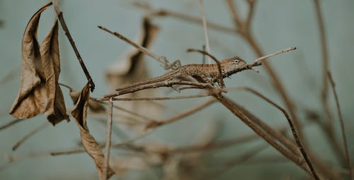 蜥蜴在蒸汽上的特写照片 · 免费素材图片